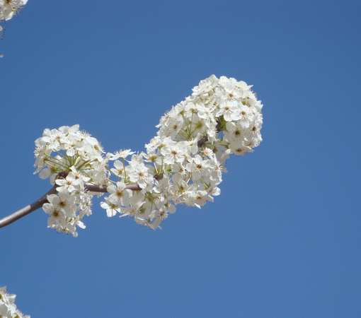 Pear Blossom Speaks to the Sky