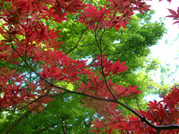 Japanese Maple