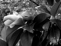 Magnolia Interlude