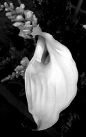 Calla in a Sacred Space