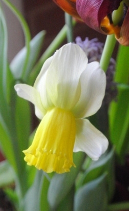 The Only Daffodil
