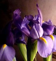 Iris in Lamplight