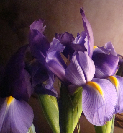 Iris in Lamplight