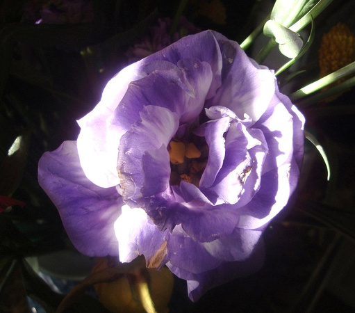 Lavender in Light