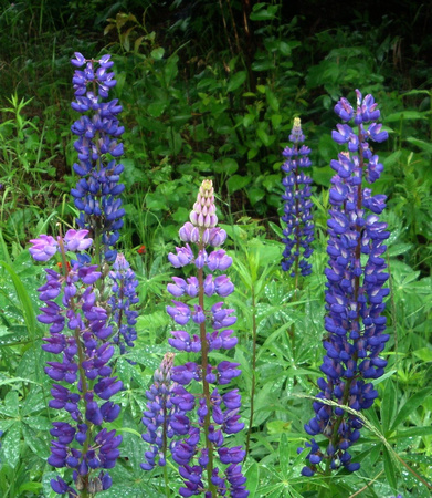 Singing the Lupine Blues