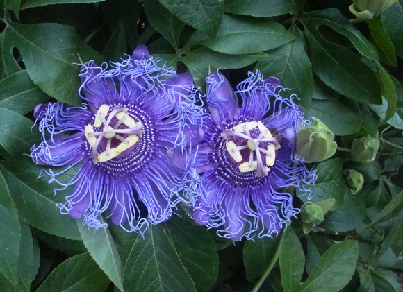 Passion Flowers at Eventide