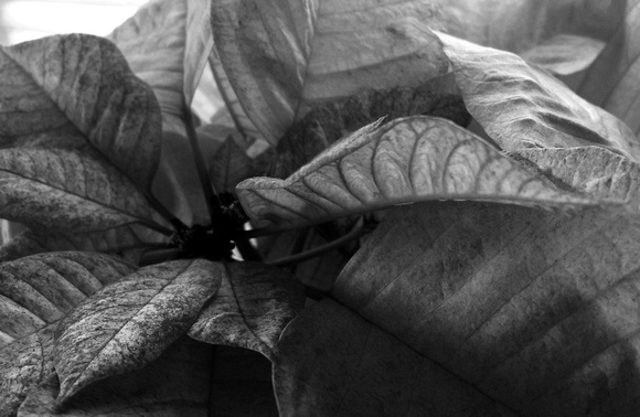 Poinsettia dreaming 2 Black and White